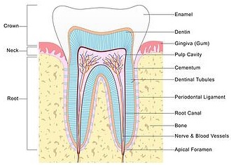 Root canal.