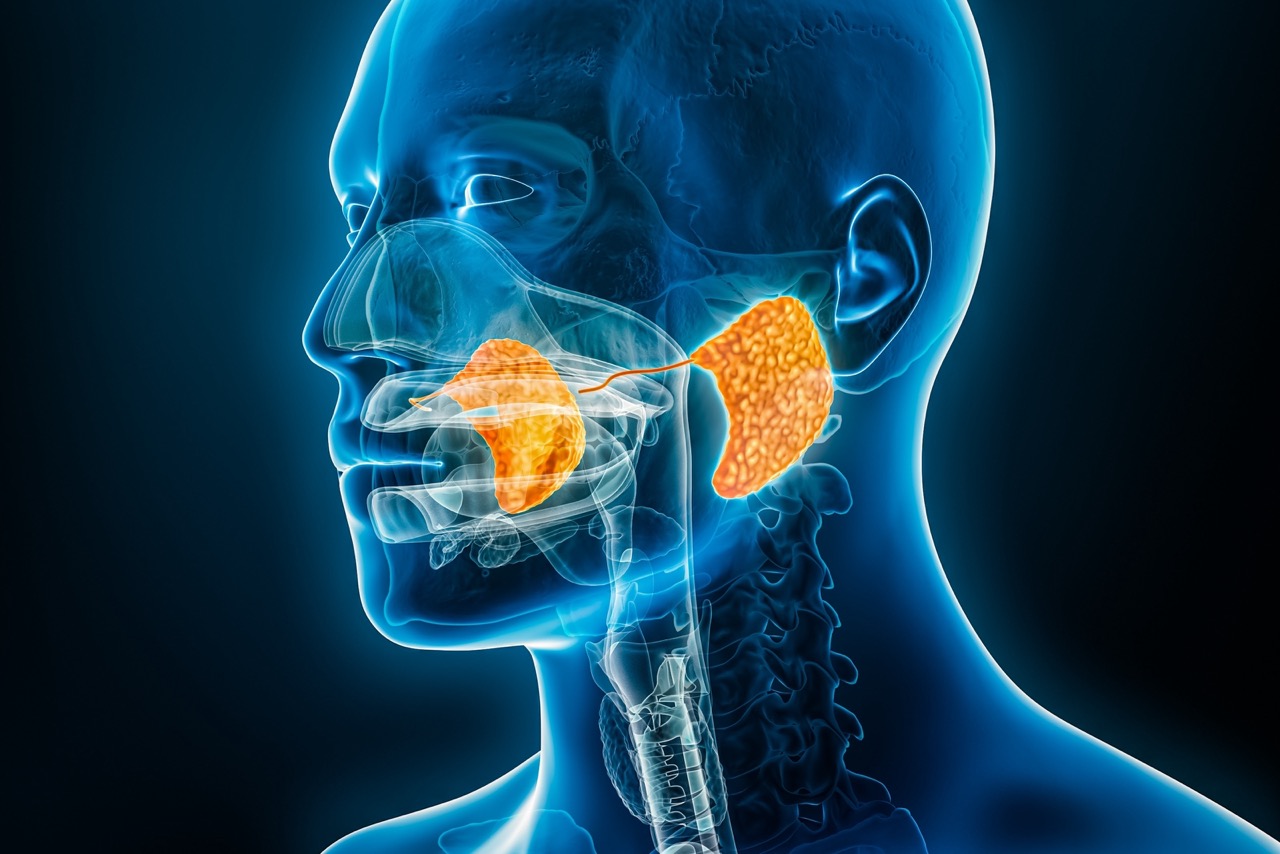 A 3D computer-generated image of the salivary glands. Salivary glands function to produce saliva needed for oral and overall health.