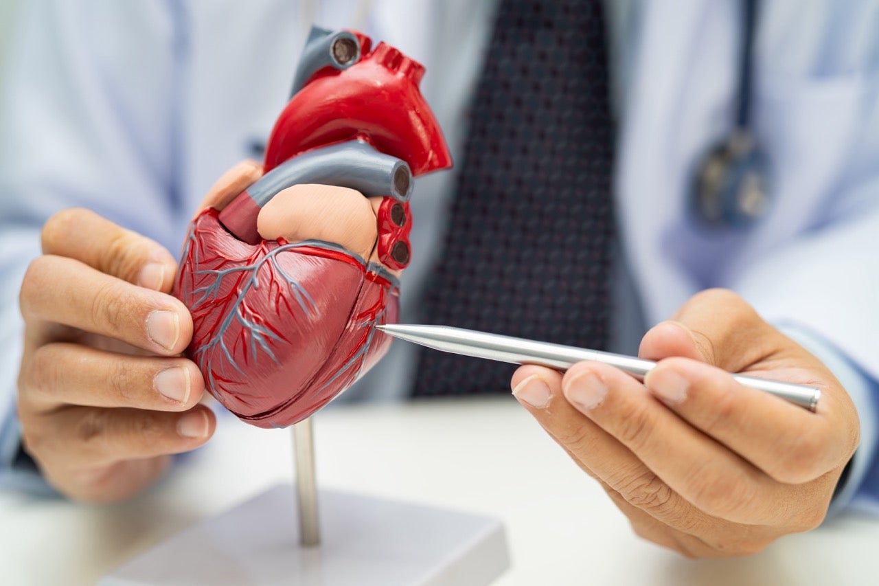 A doctor points a pen at a model of a heart. 